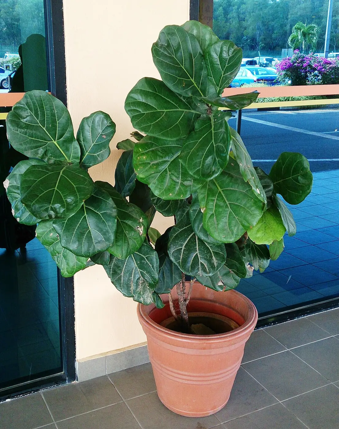 Fiddle leaf fig 2