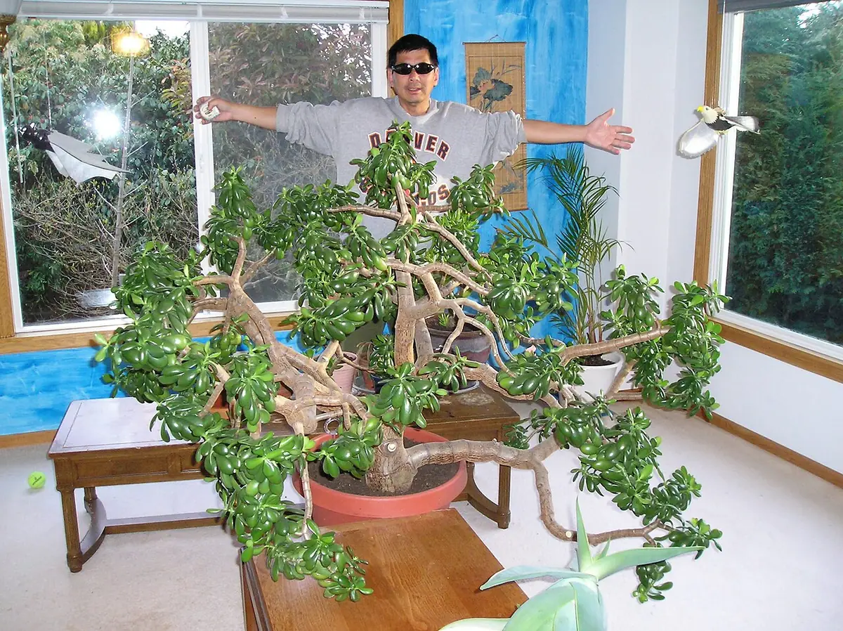 The largest indoor jade plant in the world