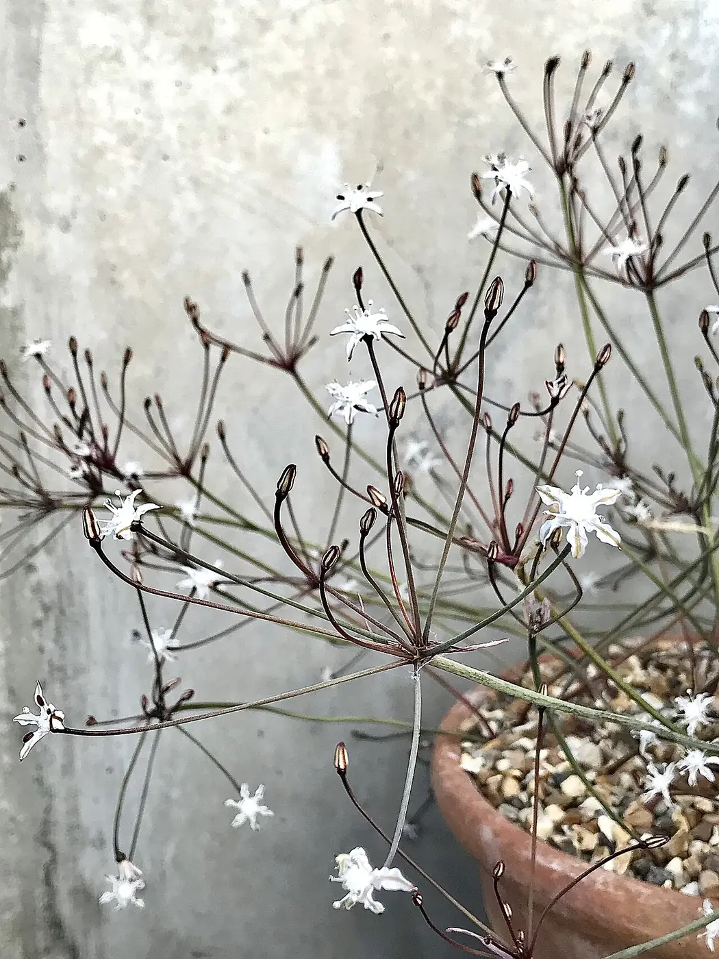 Strumaria discifera ssp.bulbifera Kew 1