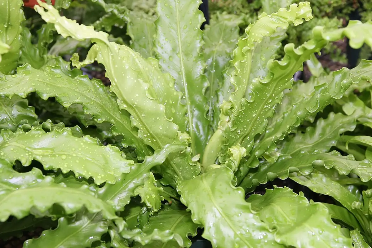 Asplenium nidus 8zz