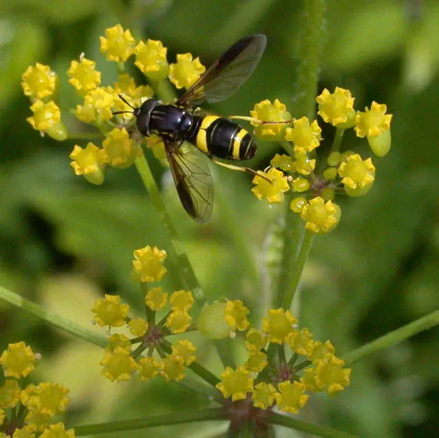 Hoverfly (Chrysotoxum bicinctum) on wild parsnip (Pastinaca sativa) - geograph.org.uk - 875906