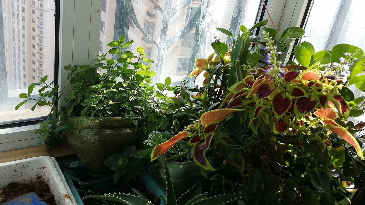 Green plants for my 24th floor Balcony