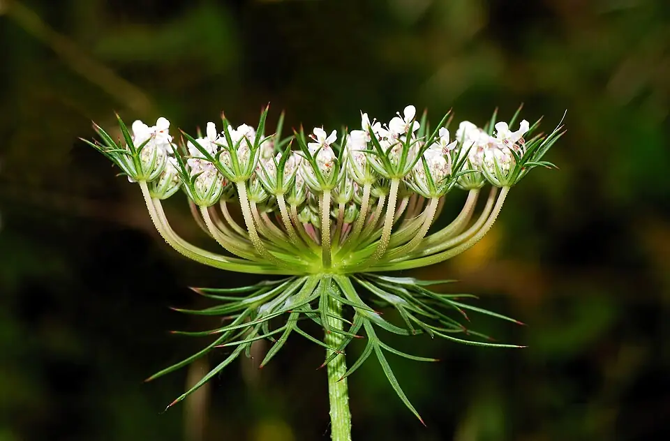 Daucus carota May 2008-1