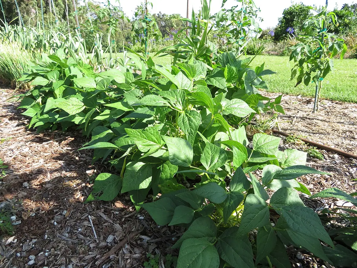 Starr-180602-3911-Phaseolus vulgaris-Eureka yellow wax bush beans in veggie garden-Hawea Pl Olinda-Maui (43478217191)