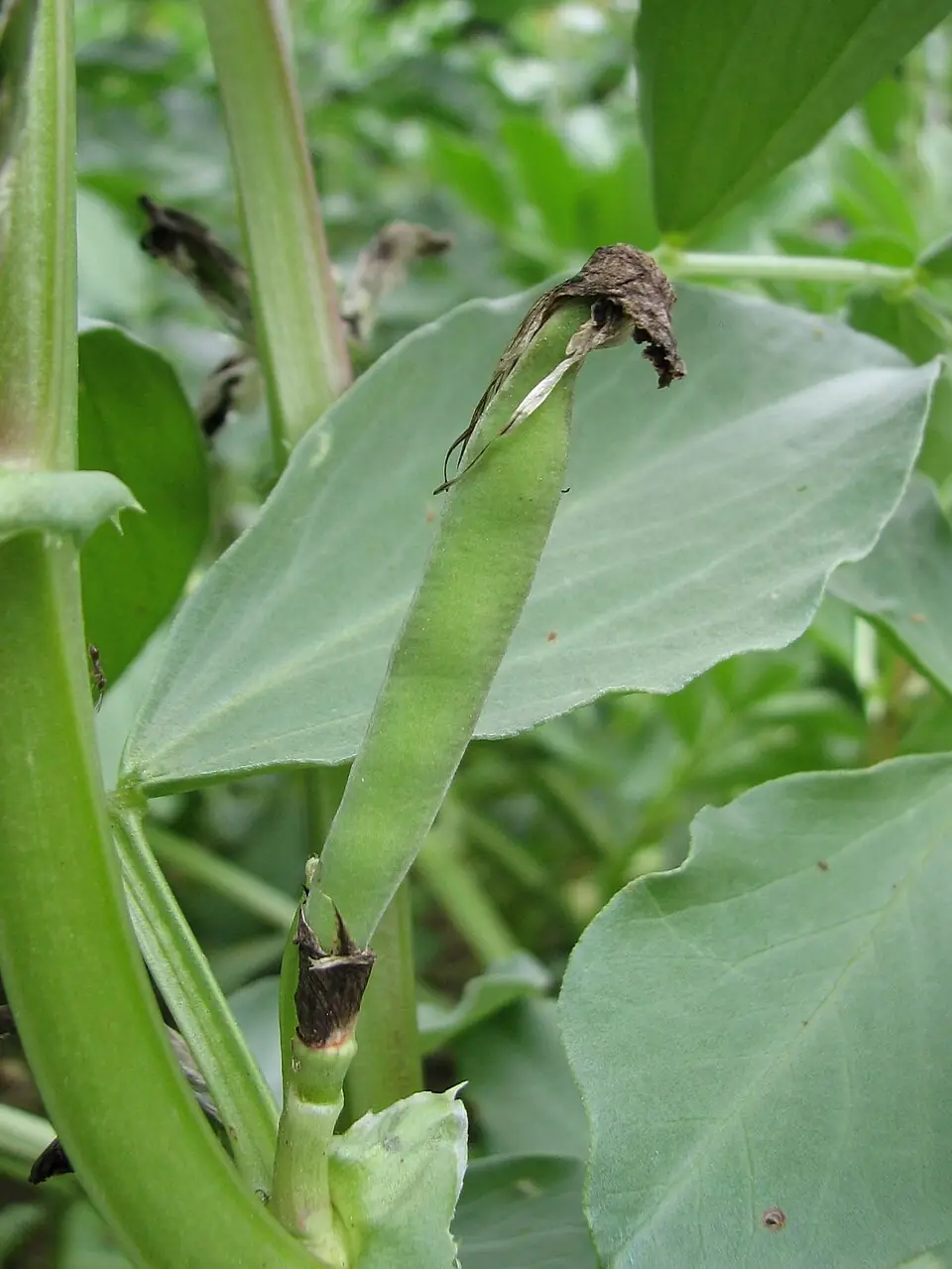 Vicia faba early stage