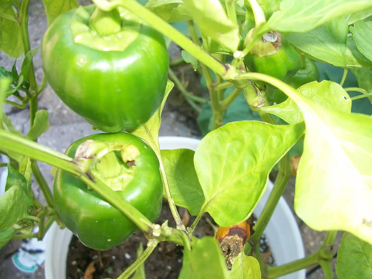 Green Bell Peppers on Vine