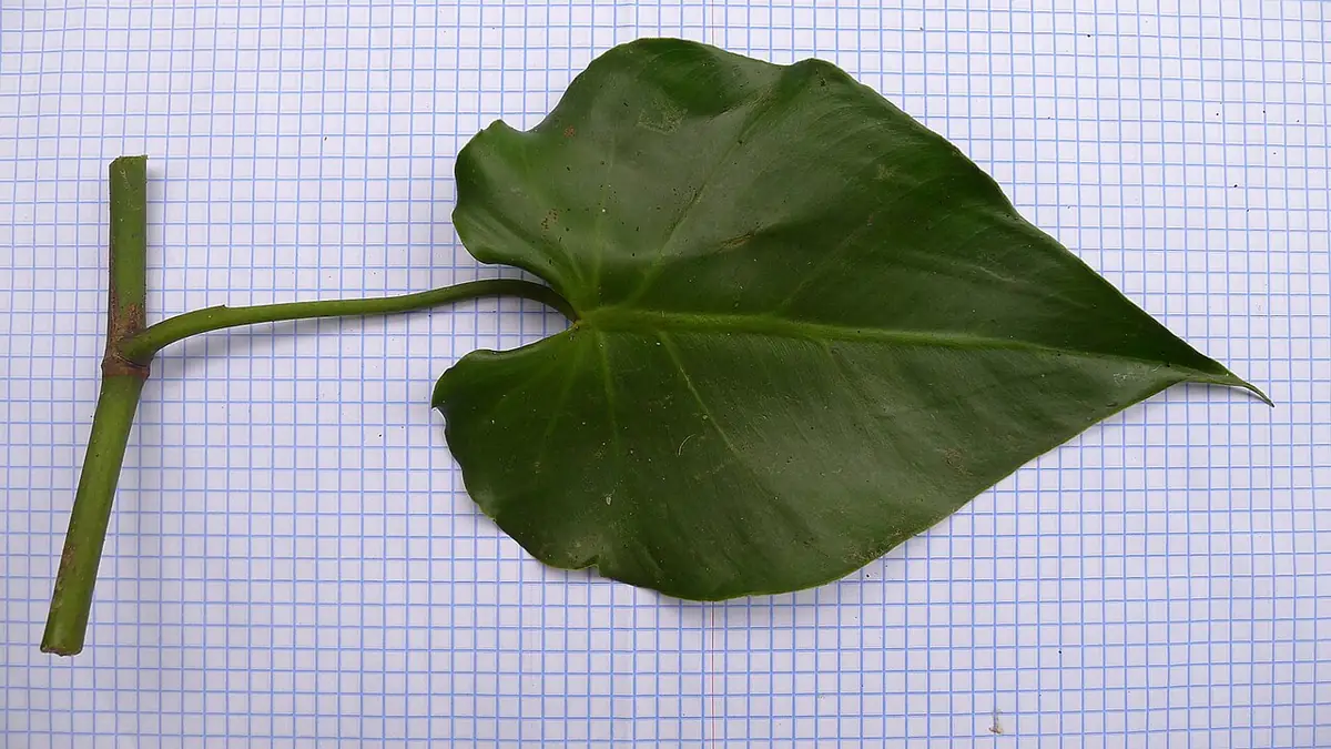 Philodendron hederaceum (Jacq.) Schott (9524585262)