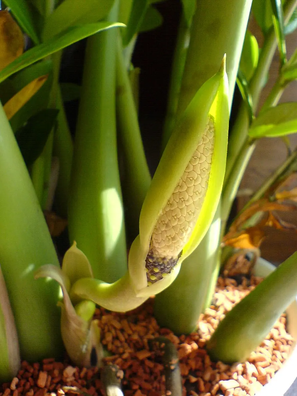 Zamioculcas zamiifolia bluete1