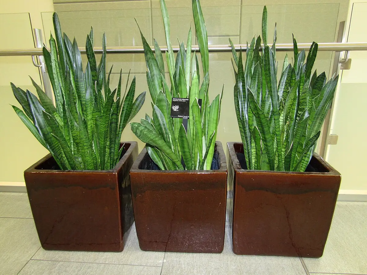 Sansevieria trifasciata (BYU, LSB)