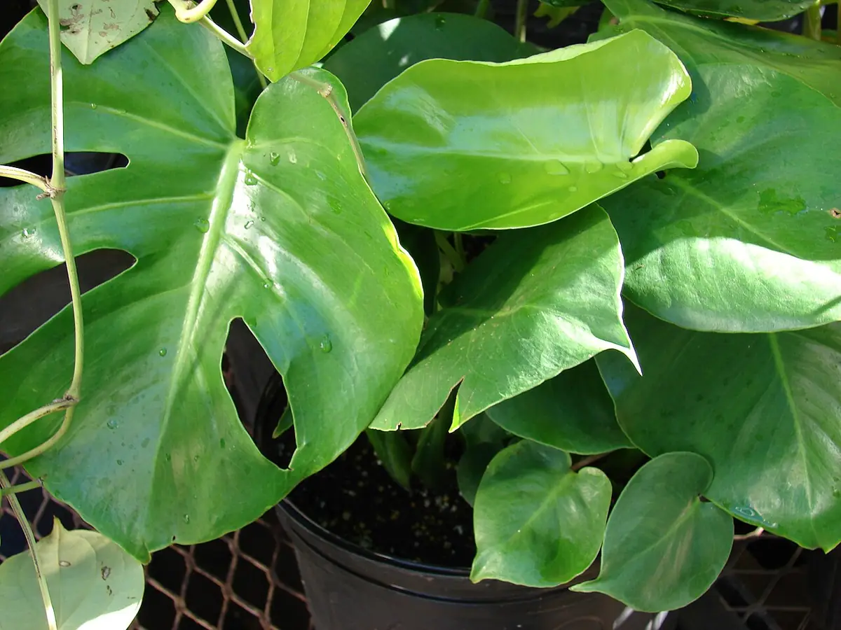 Starr 080103-1224 Monstera deliciosa