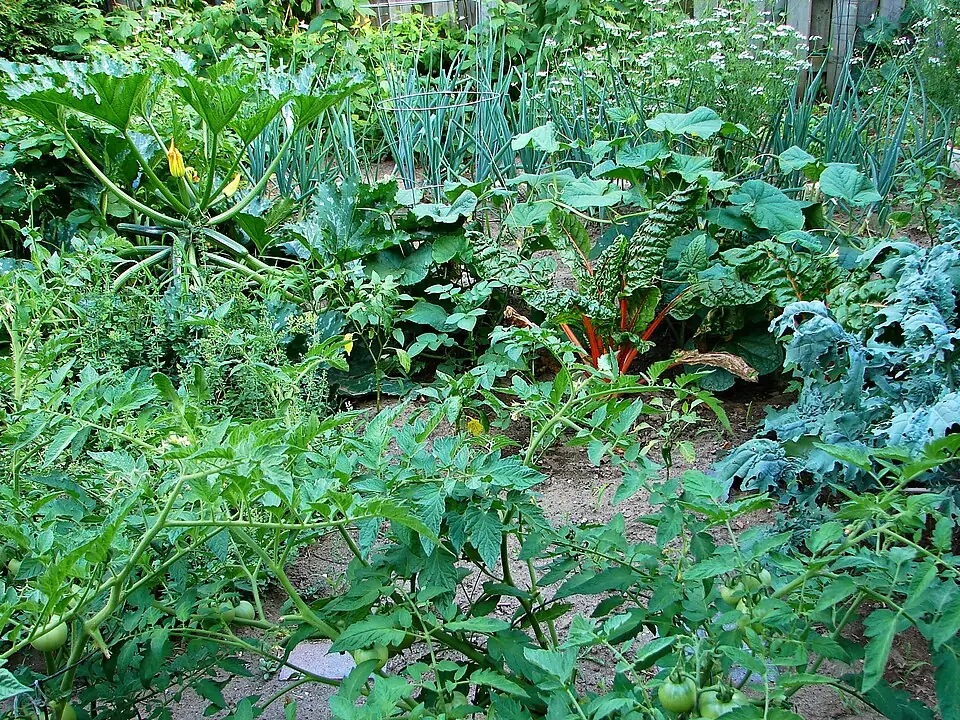 Vegetable garden 1