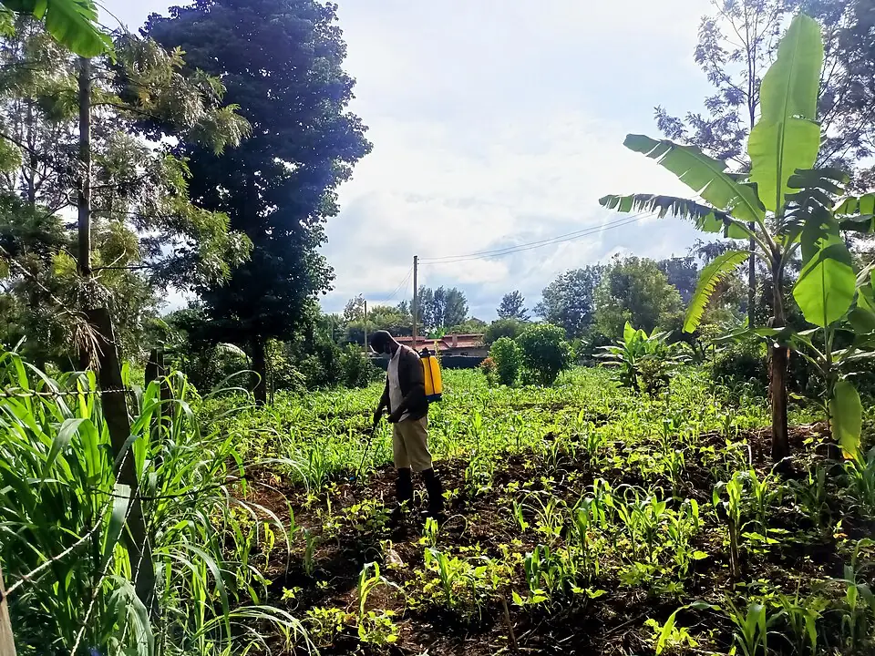 Farming in Kenya