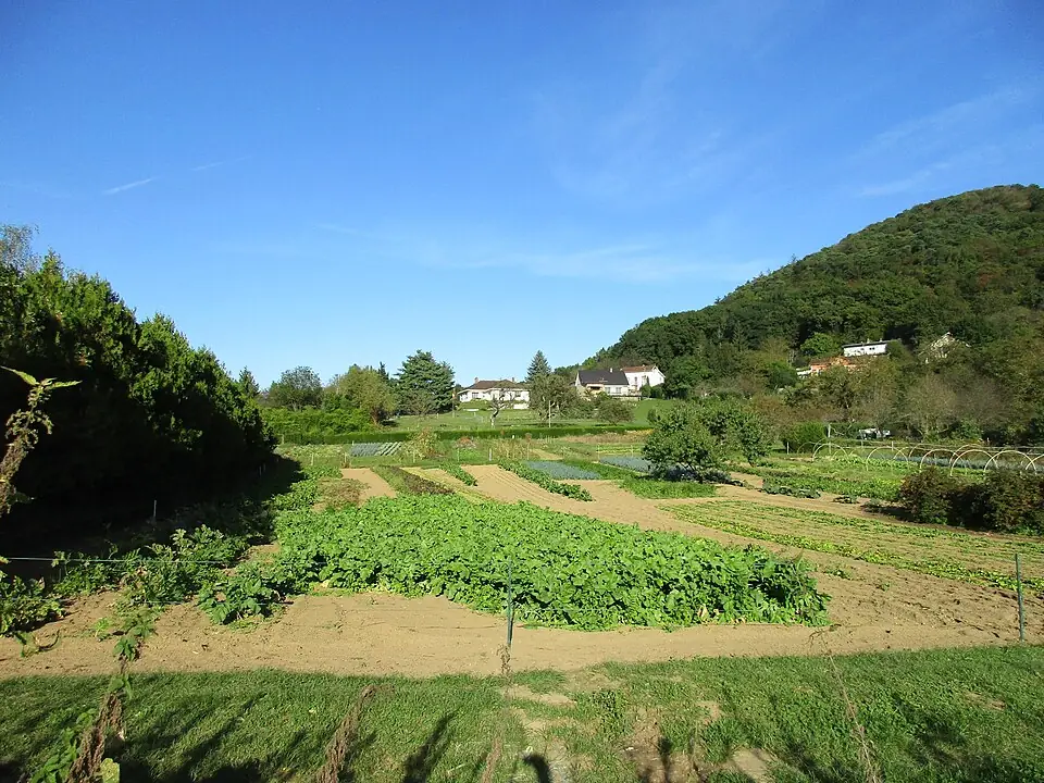 Jardin potager 013