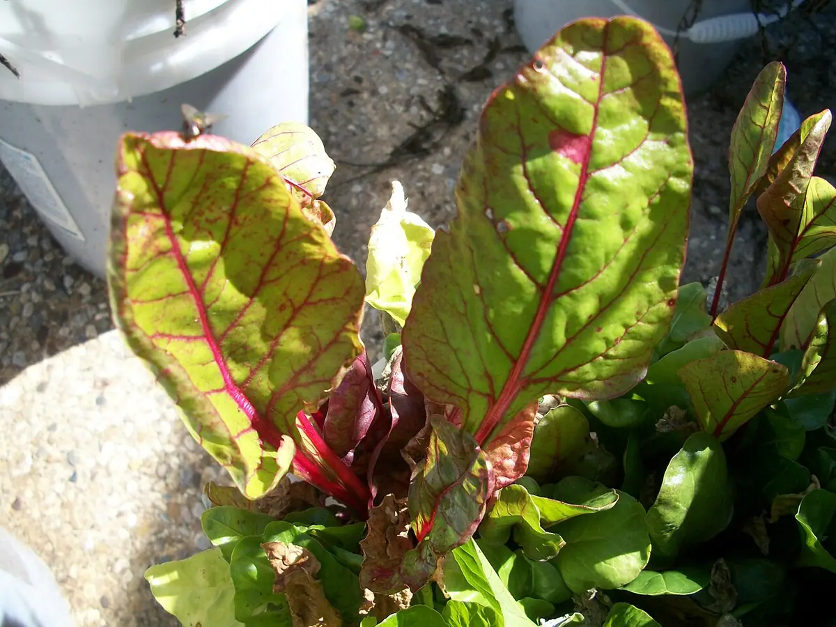 Swiss Chard in a Container Garden