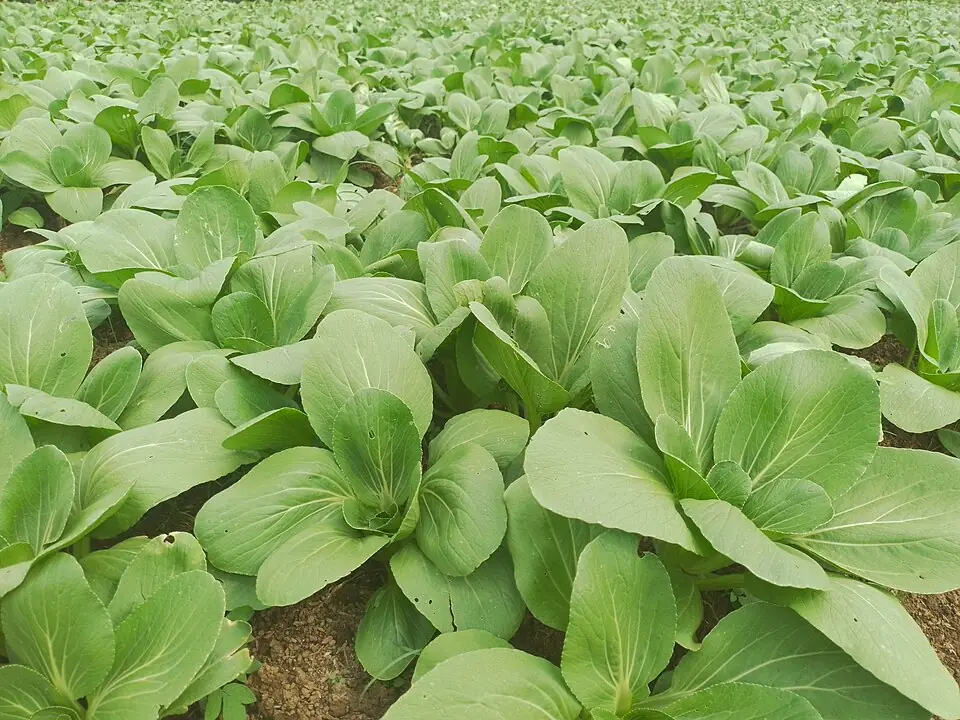 Bok Choy